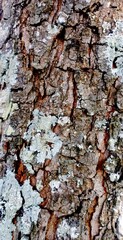 The rough skin of tree. Natural wood background