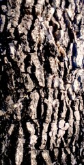 The rough skin of tree. Natural wood background