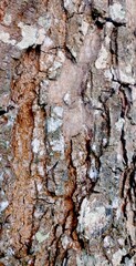 The rough skin of tree. Natural wood background