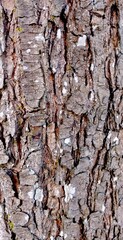 The rough skin of tree. Natural wood background