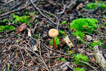 Forest Mushroom