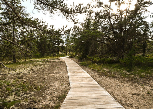 Wooden Path Through The Woods
