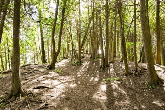 Trees Along a Path