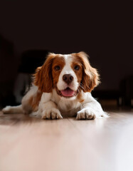 Cute welsh springer spaniel dog looking at the camera while lying on the floor against black background