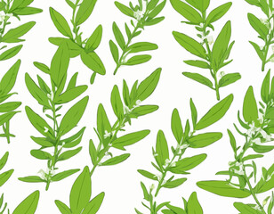Vector lemon verbena plant. Medicinal, aromatic herb. Illustration of branch with green leaves in cartoon flat style.
