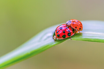 Two ladybugs on green leaf