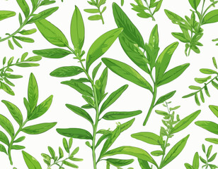 Vector lemon verbena plant. Medicinal, aromatic herb. Illustration of branch with green leaves in cartoon flat style.
