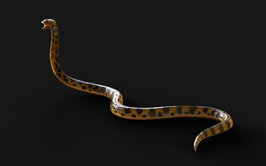 3d Illustration Golden Anaconda, Boa Constrictor The World's Biggest Venomous Snake Isolated on Black Background, 3d Rendering