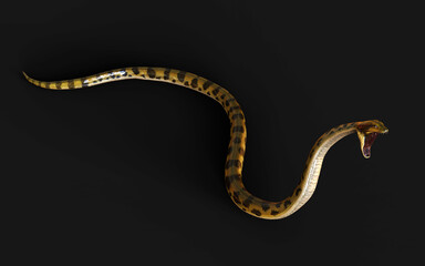 3d Illustration Golden Anaconda, Boa Constrictor The World's Biggest Venomous Snake Isolated on Black Background, 3d Rendering