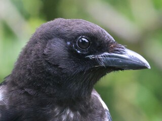 Close up of a magpie bird