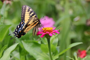 Butterfly and flowers