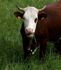 portrait of white and brown cow grazing in the spring pasture in the alps, Haute savoie, france