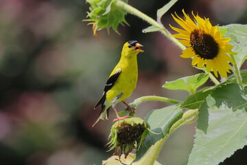 Yellow bird gold finch on sunflower