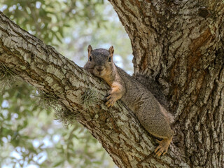 Close Up of Eastern Gray Squirrel Laying on a Live Oak Branch