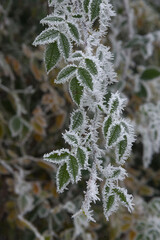 Frost on Dog Rose