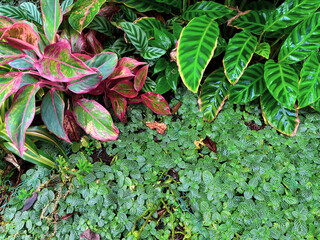 Garden decoration with various ornamental plants