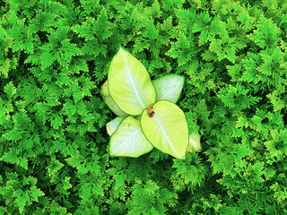 Garden decoration with various ornamental plants