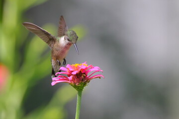 hummingbird on flower