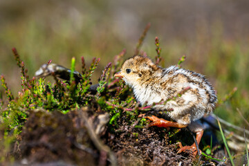 Chick of Red-legged Partridge, Alectoris rufa, North York Moors National Park, Yorkshire, England