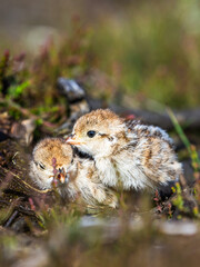 Chick of Red-legged Partridge, Alectoris rufa, North York Moors National Park, Yorkshire, England
