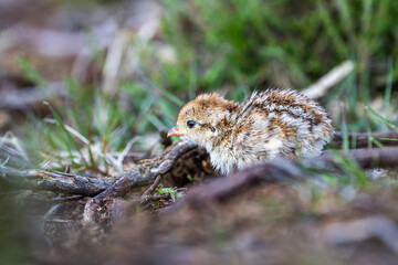 Chick of Red-legged Partridge, Alectoris rufa, North York Moors National Park, Yorkshire, England