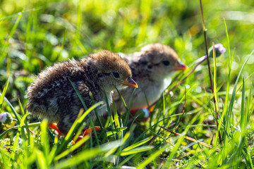 Chick of Red-legged Partridge, Alectoris rufa, North York Moors National Park, Yorkshire, England