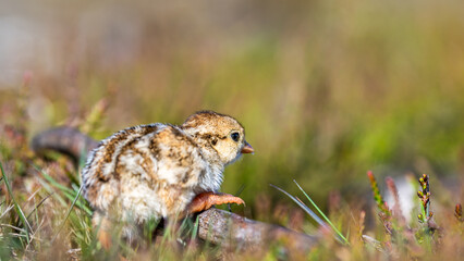 Chick of Red-legged Partridge, Alectoris rufa, North York Moors National Park, Yorkshire, England