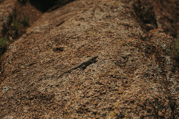 lizard