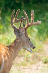 White-Tailed Deer Buck Eating During Summer