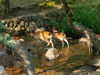 奈良公園の吉城川に入る鹿の群れ