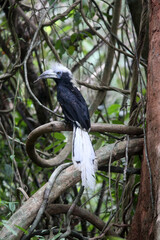The white-crowned hornbill (Berenicornis comatus), also known as the long-crested hornbill or white-crested hornbill. This photo was taken in Thailand.