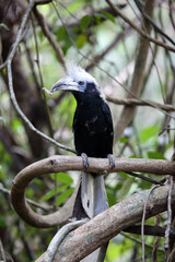 The white-crowned hornbill (Berenicornis comatus), also known as the long-crested hornbill or white-crested hornbill. This photo was taken in Thailand.