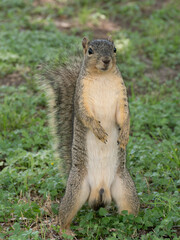 Curious Adult Male Eastern Gray Squirrel Standing on Back Legs Looking at Camera