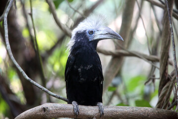 The white-crowned hornbill (Berenicornis comatus), also known as the long-crested hornbill or white-crested hornbill. This photo was taken in Thailand.
