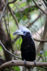 The white-crowned hornbill (Berenicornis comatus), also known as the long-crested hornbill or white-crested hornbill. This photo was taken in Thailand.