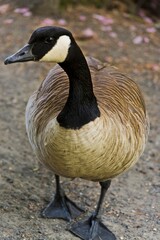Canadian Goose