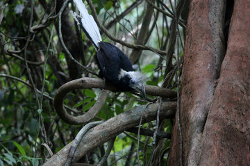 The white-crowned hornbill (Berenicornis comatus), also known as the long-crested hornbill or white-crested hornbill. This photo was taken in Thailand.