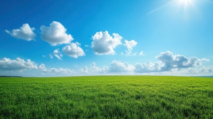 Fototapeta premium Green Field Landscape with Blue Sky and White Clouds