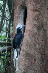 The white-crowned hornbill (Berenicornis comatus), also known as the long-crested hornbill or white-crested hornbill. This photo was taken in Thailand.