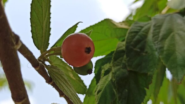 Muntingia calabura unripe