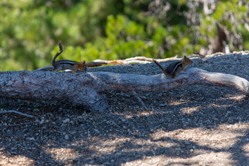 Chipmunk at crater lake