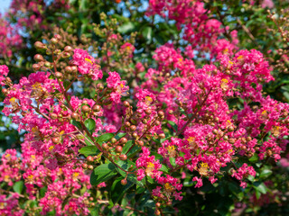 夏の奈良公園浮雲園地に咲いた百日紅の花