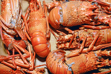 Pre-cooked lobsters, being sold at Aracajú Market Place. Sergipe, Brazil, 2018