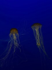 Jellyfish 