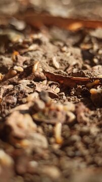 termites on gorund
