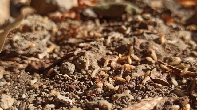 termites on gorund