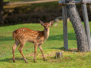 松の枯葉を咥えた子鹿