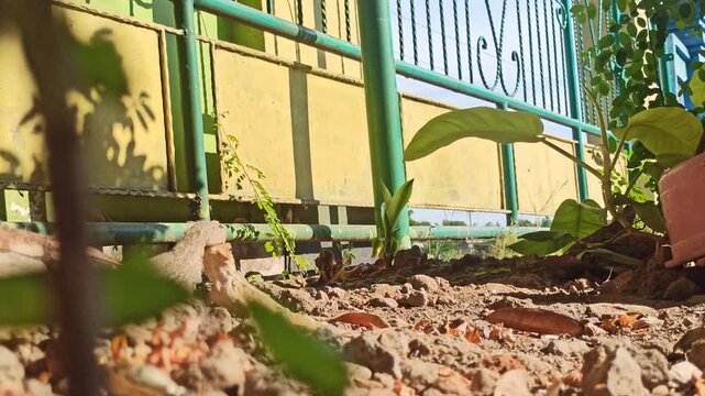 Chameleon eat termites on the ground