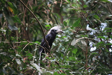 The white-crowned hornbill (Berenicornis comatus), also known as the long-crested hornbill or white-crested hornbill. This photo was taken in Thailand.