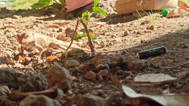 Chameleon eat termites on the ground